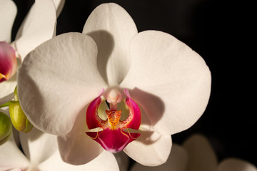 White orchid black background