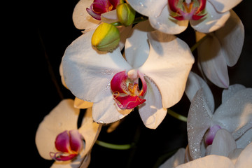 White orchid black background