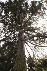 Big Mammoth tree