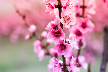 Obraz premium Pink peach flowers begin blooming in the garden. Beautiful flowering branch of peach on blurred garden background. Close-up, spring theme of nature. Selective focus