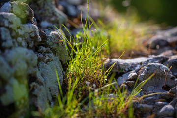 Grass grows in mountain fat