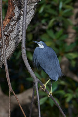 Western reef heron (Egretta gularis)
