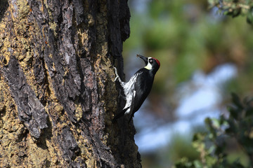 Acorn woodpecker storing acorns in tree holes
