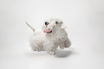 West Highland White Terrier sitting against white background