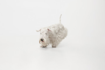 West Highland White Terrier sitting against white background