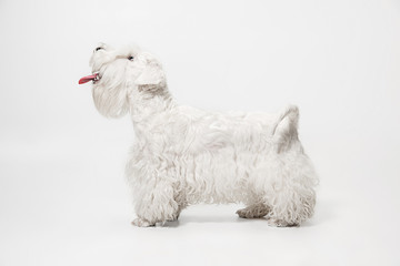 West Highland White Terrier sitting against white background