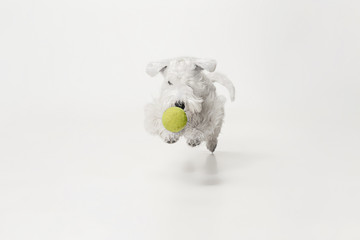 West Highland White Terrier sitting against white background