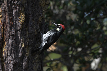 Acorn woodpecker storing acorns in tree holes
