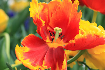 Fototapeta premium Flower in spring