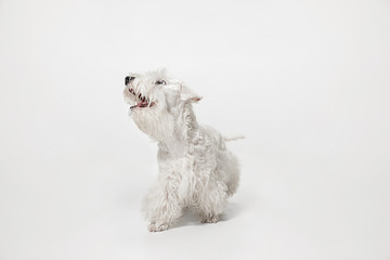 West Highland White Terrier sitting against white background