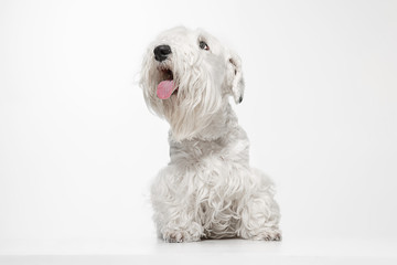 West Highland White Terrier sitting against white background