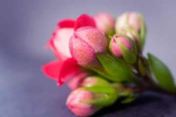 Small red buds in the form of a bouquet on a dark background. Macro photo in warm colors. Copy space.
