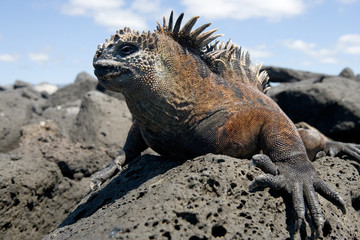 Marine iguana is sitting on the rocks. The Galapagos Islands. Pacific Ocean. Ecuador. 