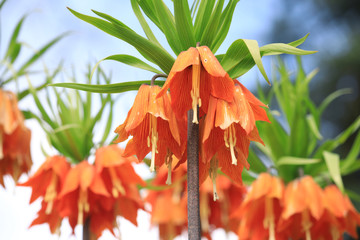 Bell Lily Plant © Susi Pang