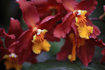 Flower in spring