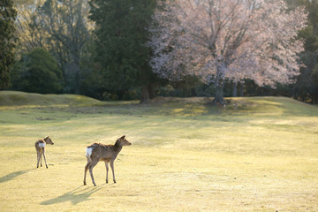 桜と鹿の群れ　奈良県奈良市奈良公園　2019年4月