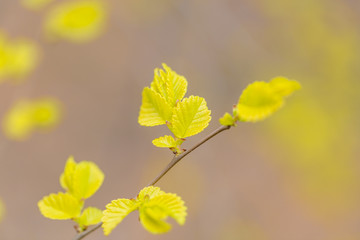 Spring golden leaves that have just sprouted