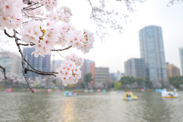 公園の池に咲く桜