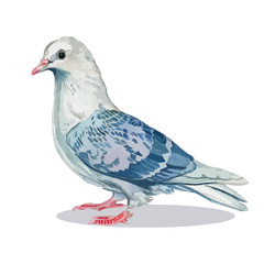 Wedding illustration with dove.