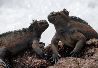 Marine iguanas are sitting on rocks. The Galapagos Islands. Pacific Ocean. Ecuador. 