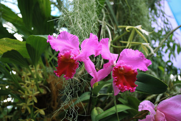 Fototapeta premium Flower in spring