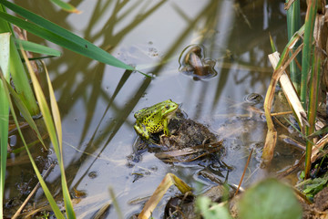 Green frog at the forest pond