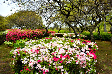 伊豆小室山のつつじ
