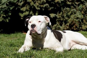 Amerikanische Bulldogge sonnt sich auf der Wiese