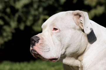 Amerikanische Bulldogge sonnt sich auf der Wiese