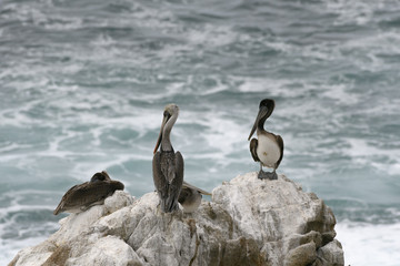 California Pelicans on the Coast