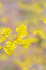 Spring golden leaves that have just sprouted