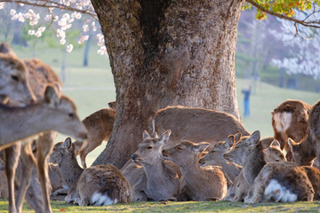桜と鹿の群れ　奈良県奈良市奈良公園　2019年4月