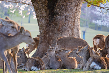 桜と鹿の群れ　奈良県奈良市奈良公園　2019年4月