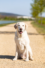 labrador is sitting on a path