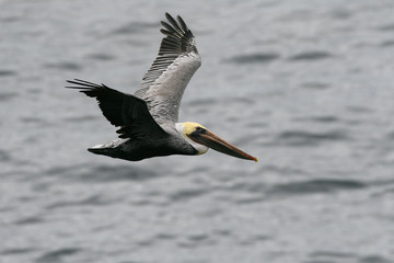 Male California Pelican in Flight