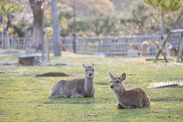 桜と鹿の群れ　奈良県奈良市奈良公園　2019年4月