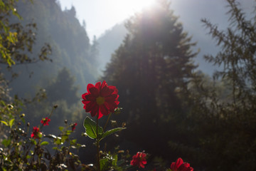 Fototapete bei efototapeten.de bestellen   