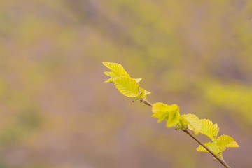 Spring golden leaves that have just sprouted