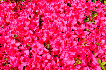 伊豆小室山のつつじ