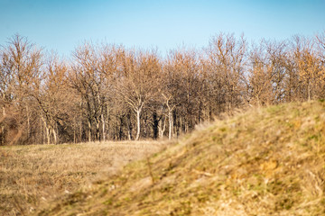 Spring landscape, nature in Rostov region, Russia. A lot of dry vegetation and trees after the winter. Young swollen buds in a dark forest in Sunny weather