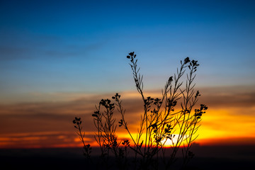 silhouette flower trees at morning time with the sunrise ans blue sky background