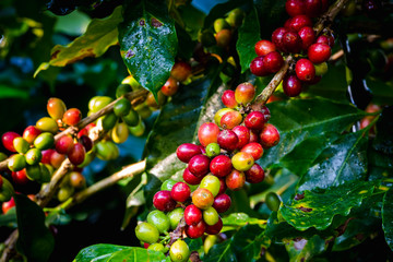 raw coffee beans and leaves  in the rain season at agricultural area chiang rai thailand