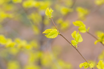 Spring golden leaves that have just sprouted