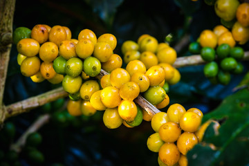 raw coffee beans and leaves  in the rain season at agricultural area chiang rai thailand