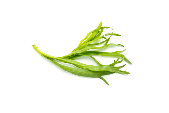 Tarragon. Estragon. Artemisia dracunculus. Russian tarragon