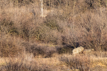 Spring landscape, nature in Rostov region, Russia. A lot of dry vegetation and trees after the winter. Young swollen buds in a dark forest in Sunny weather