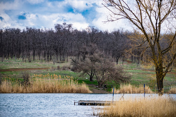 Spring landscape, nature in Rostov region, Russia. A lot of dry vegetation and trees after the winter. Young swollen buds in a dark forest in Sunny weather