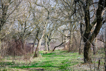 Spring landscape, nature in Rostov region, Russia. A lot of dry vegetation and trees after the winter. Young swollen buds in a dark forest in Sunny weather