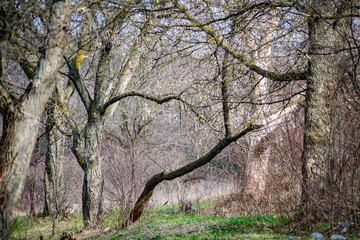 Spring landscape, nature in Rostov region, Russia. A lot of dry vegetation and trees after the winter. Young swollen buds in a dark forest in Sunny weather