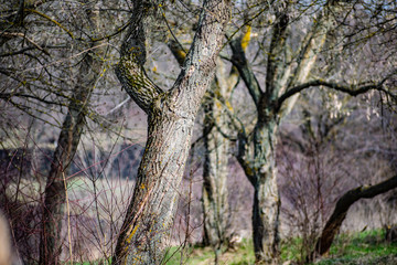 Spring landscape, nature in Rostov region, Russia. A lot of dry vegetation and trees after the winter. Young swollen buds in a dark forest in Sunny weather